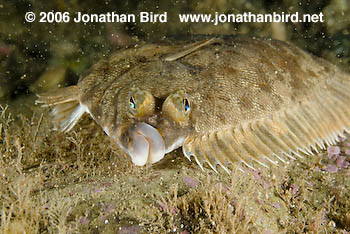 Winter Flounder [Pseudopleuronectes americanus]