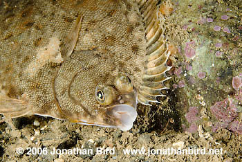 Winter Flounder [Pseudopleuronectes americanus]