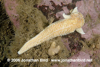 Northern Sea star [Asterias vulgaris]