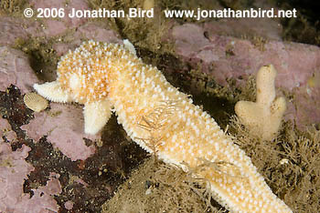 Northern Sea star [Asterias vulgaris]