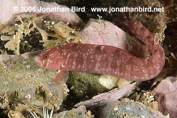 Gunnell Fish [Pholis gunnellus]