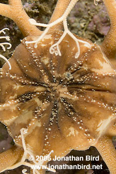 Northern Basket Sea star [Gorgonocephalus arcticus]