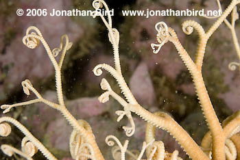 Northern Basket Sea star [Gorgonocephalus arcticus]