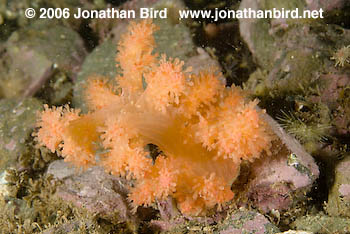 Red Soft Coral [Gersemia rubiformis]