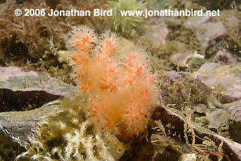 Red Soft Coral [Gersemia rubiformis]