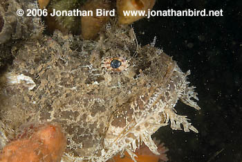 Sea Raven Fish [Hemitripterus americanus]