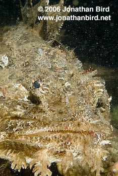 Sea Raven Fish [Hemitripterus americanus]