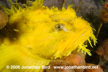 Sea Raven Fish [Hemitripterus americanus]