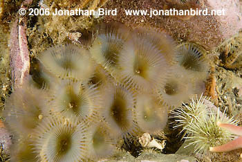 Slime Feather Duster Worm [Myxicola infundibulum]