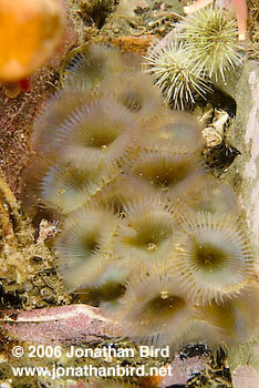 Slime Feather Duster Worm [Myxicola infundibulum]