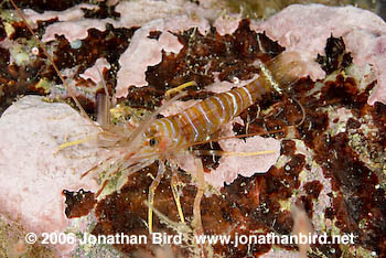 Montague Shrimp [Pandalus montagui]