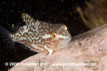 Atlantic lumpfish Fish [Cyclopterus lumpus]