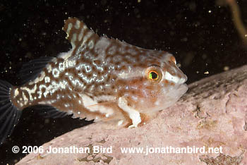 Atlantic lumpfish Fish [Cyclopterus lumpus]