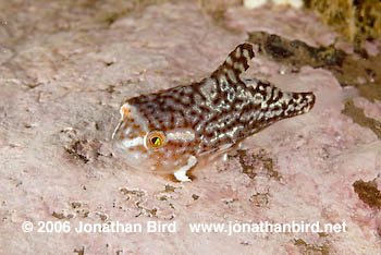 Atlantic lumpfish Fish [Cyclopterus lumpus]