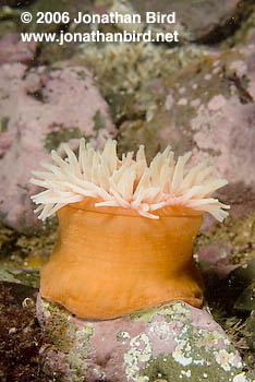 Tealia Anemone [Tealia crassicornis]