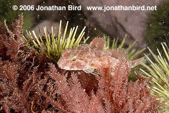 Grubby sculpin Fish [Myoxocephalus aeneus]