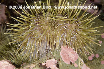 Green Sea urchin [Strongylocentrotus droebachiensis]