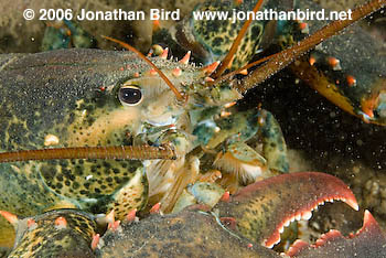 Northern Lobster [Homarus americanus]