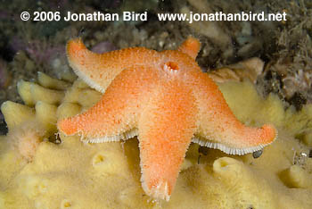 Winged Sea star [Pteraster militaris]