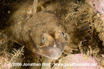 Winter Flounder [Pseudopleuronectes americanus]