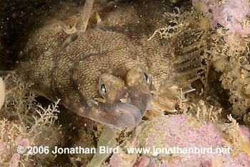 Winter Flounder [Pseudopleuronectes americanus]