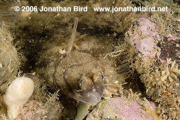 Winter Flounder [Pseudopleuronectes americanus]