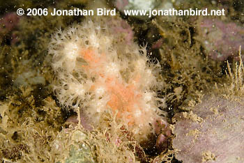 Red Soft Coral [Gersemia rubiformis]