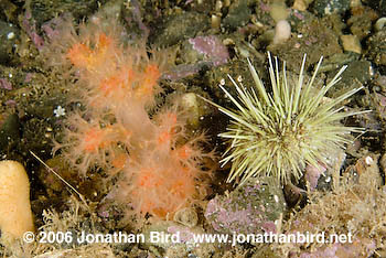 Red Soft Coral [Gersemia rubiformis]