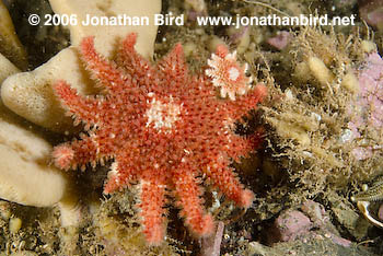 Spiny Sun star [Crossaster papposus]