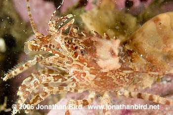 Greenland Shrimp [Lebbus groenlandicus]