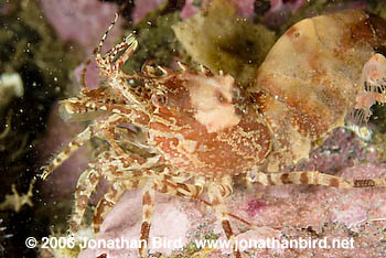 Greenland Shrimp [Lebbus groenlandicus]