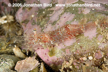 Montague Shrimp [Pandalus montagui]