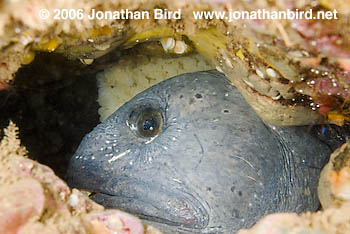 Atlantic Wolf Fish [Anarhichas lupus]