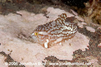 Atlantic lumpfish Fish [Cyclopterus lumpus]