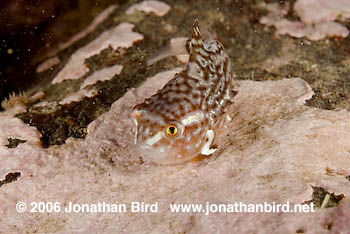 Atlantic lumpfish Fish [Cyclopterus lumpus]