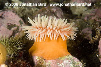 Tealia Anemone [Tealia crassicornis]