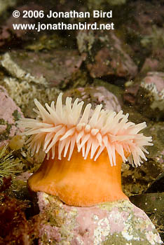 Tealia Anemone [Tealia crassicornis]