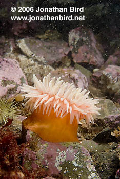 Tealia Anemone [Tealia crassicornis]