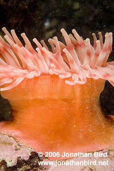 Tealia Anemone [Tealia crassicornis]