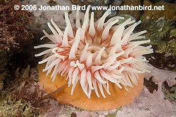 Tealia Anemone [Tealia crassicornis]