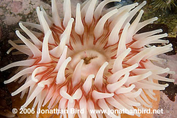 Tealia Anemone [Tealia crassicornis]