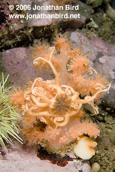 Northern Basket Sea star [Gorgonocephalus arcticus]