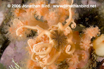 Northern Basket Sea star [Gorgonocephalus arcticus]