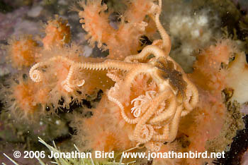 Northern Basket Sea star [Gorgonocephalus arcticus]