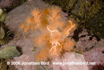 Northern Basket Sea star [Gorgonocephalus arcticus]