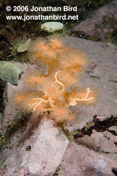 Northern Basket Sea star [Gorgonocephalus arcticus]