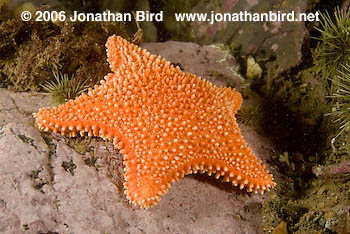 Horse Sea star [Hippasteria phrygiana]