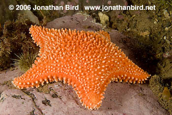 Horse Sea star [Hippasteria phrygiana]