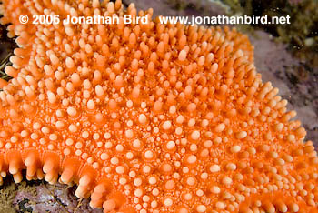 Horse Sea star [Hippasteria phrygiana]