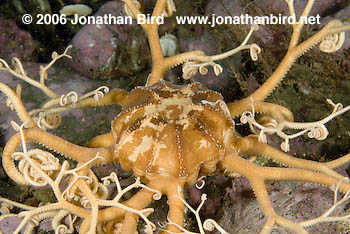 Northern Basket Sea star [Gorgonocephalus arcticus]